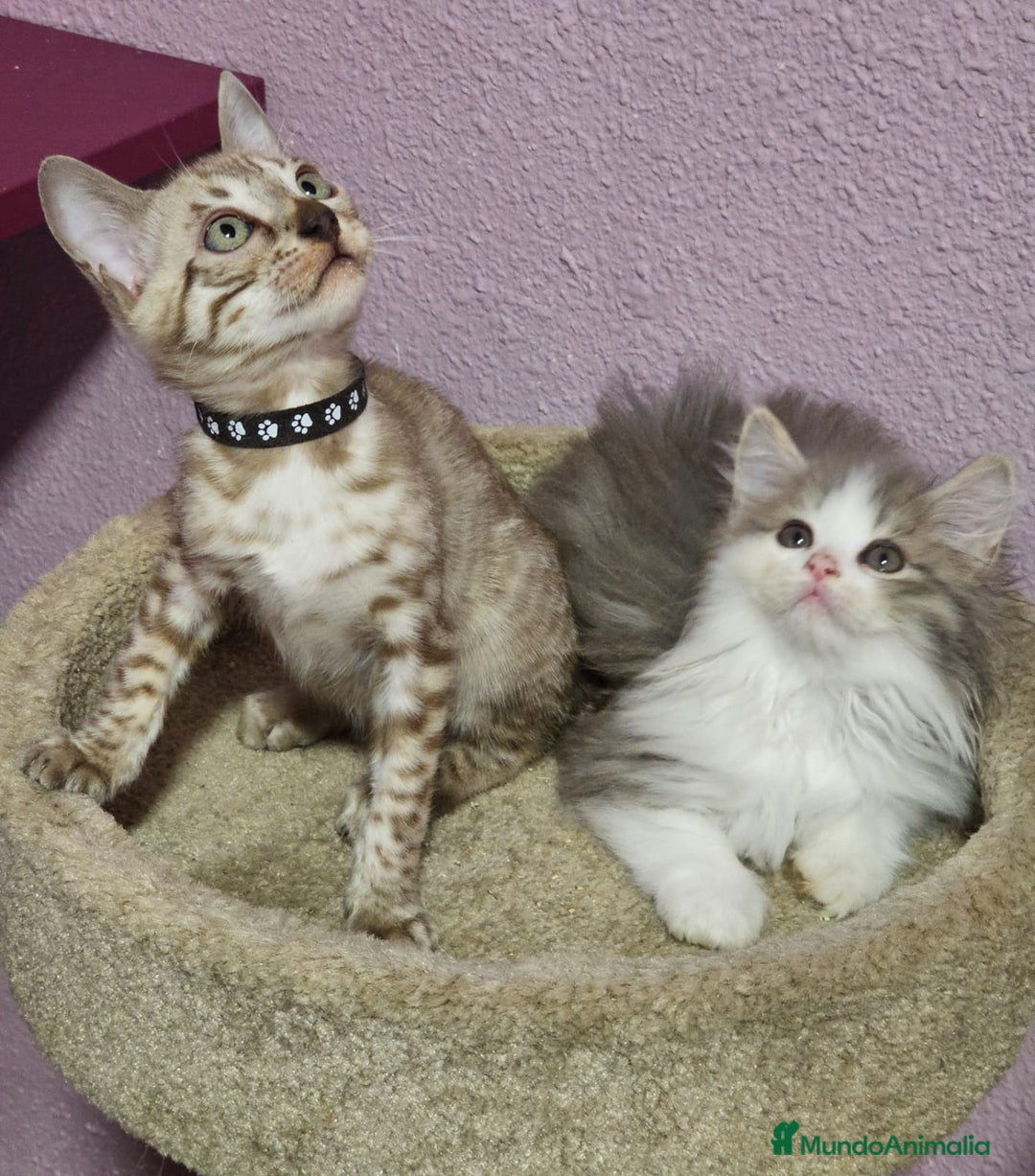 Kurilean Bobtail de Pelo Corto gatos en venta: Hembra Exótica y Hembra Kurilian - Imagen 2