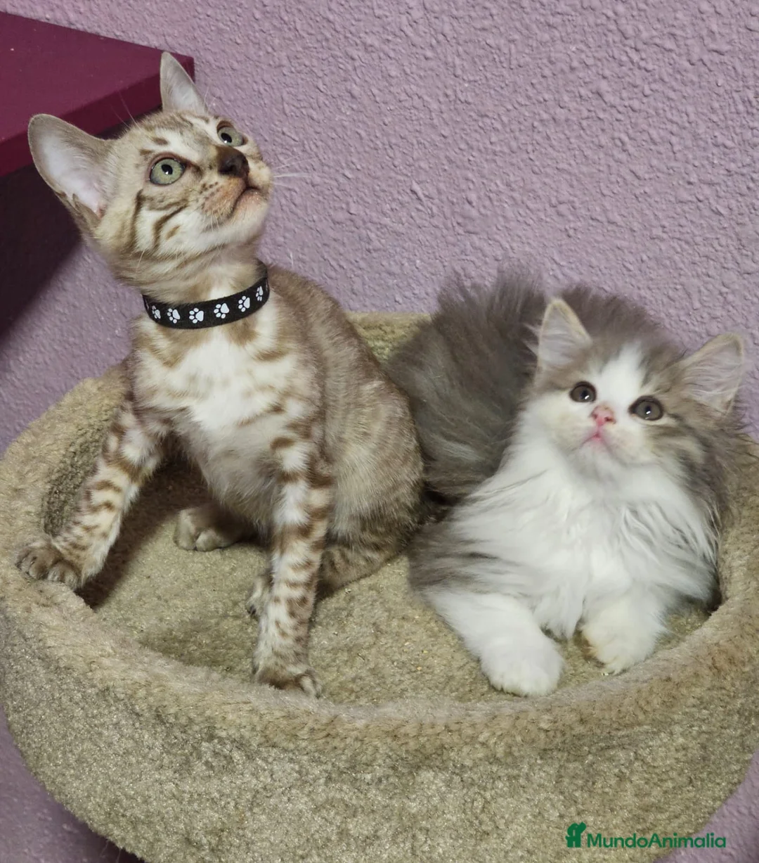 Kurilean Bobtail de Pelo Corto gatos en venta: Hembra Exótica y Hembra Kurilian - Anuncio 2