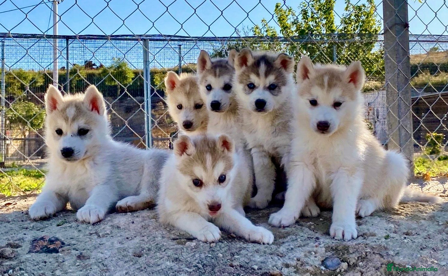 Husky Siberiano perros Husky Siberiano  - Anuncio 2