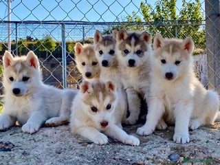 Husky Siberiano perros Husky Siberiano - Anuncio 1