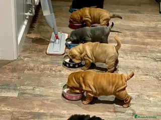 Shar Pei perros ‼️‼️Preciosa camada de minipeis linea americana - Anuncio 8