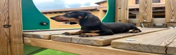 Teckel perros en venta: Teckel  - Anuncio 1