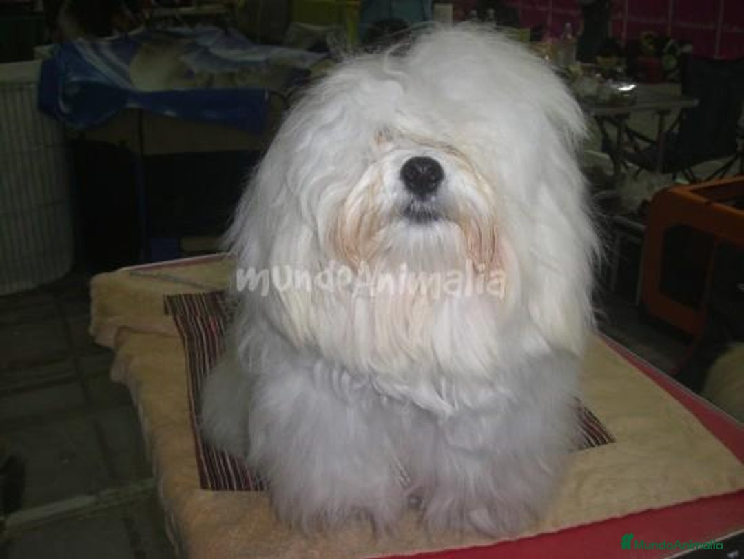 Imagen de galería {{count}}