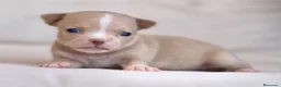 Chihuahua perros en venta: PRECIOSA HEMBRITA CHIHUAHUA CREMA  - Anuncio 2