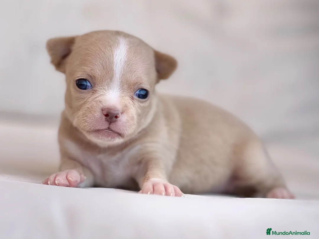 Chihuahua perros en venta: PRECIOSA HEMBRITA CHIHUAHUA CREMA  - Anuncio 2