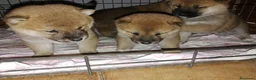 Shiba Inu perros en venta: shiba inu  - Anuncio 1