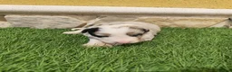 Border Collie perros en venta: Hembra Border collie Tri blue choco - Anuncio 3