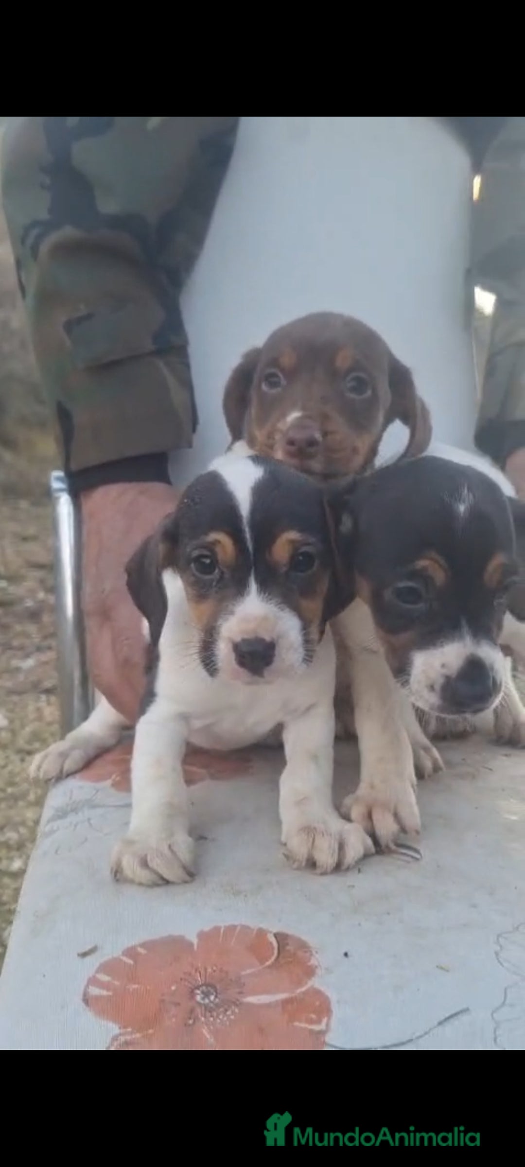 Jack Russell Terrier perros en venta: Jack Russell  - Anuncio 2