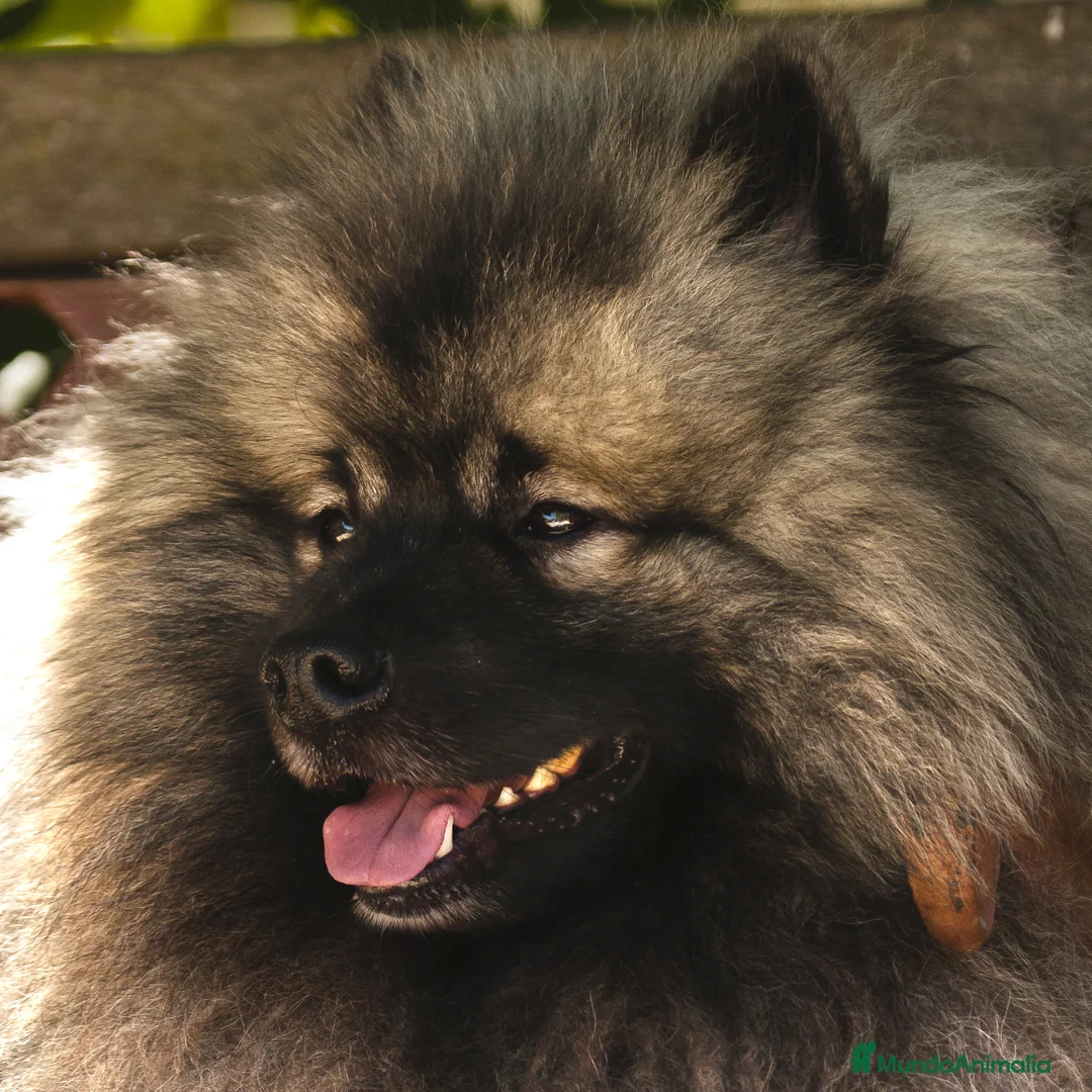 Imagen de galería {{count}}