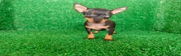 Pinscher Miniatura perros en venta: Pinscher miniatura - Anuncio 13