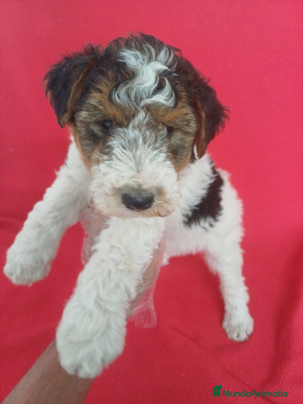 Fox Terrier de Pelo Duro perros Foxterrier Pelo Duro  - Anuncio 1