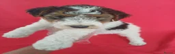Fox Terrier de Pelo Duro perros en venta: Foxterrier Pelo Duro  - Anuncio 1