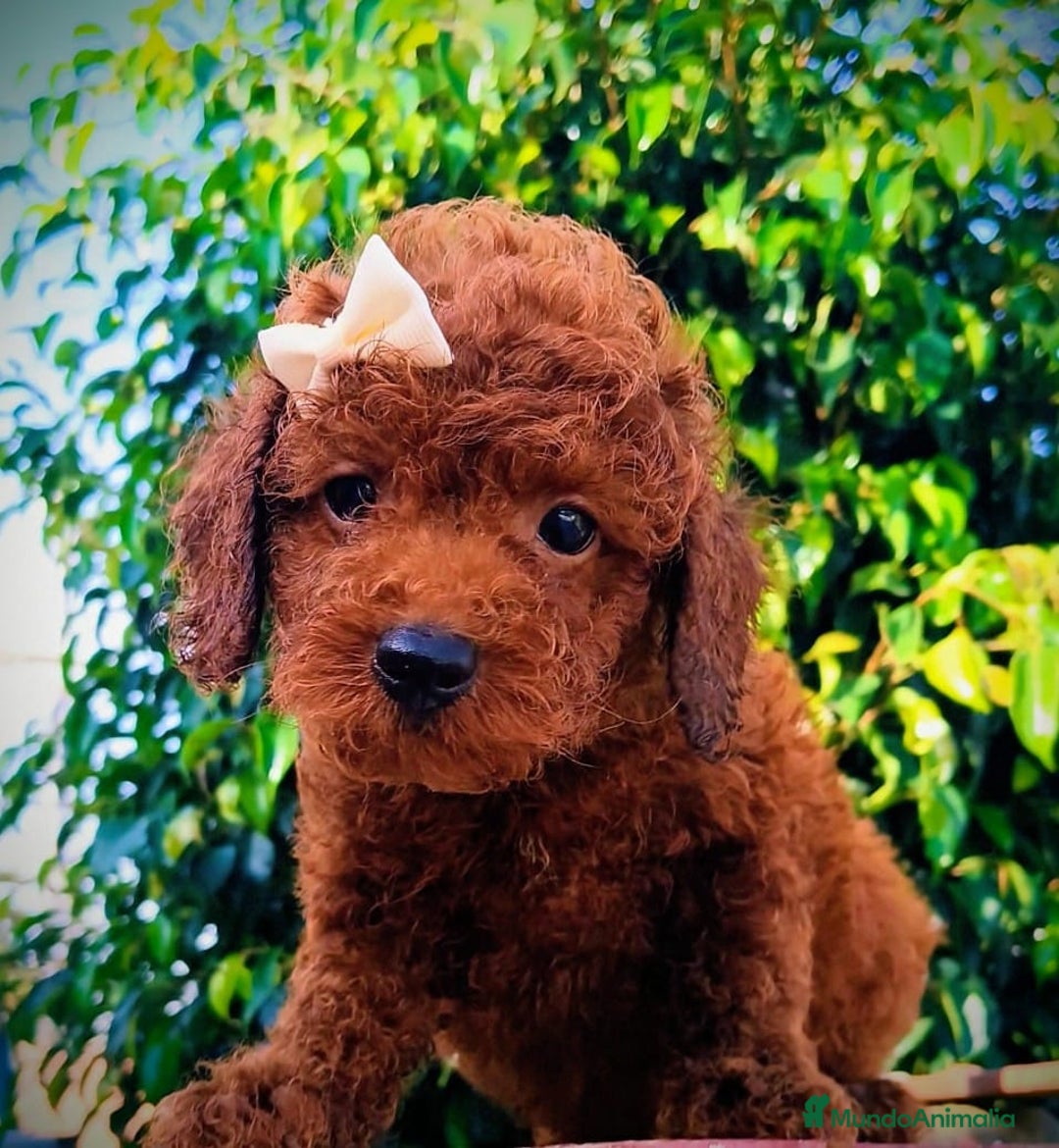 Caniche Toy perros en venta: Caniche rojo pimentón  - Imagen 2