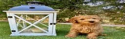 Caniche Enano perros en venta: Increíble camada de Caniche - Anuncio 2