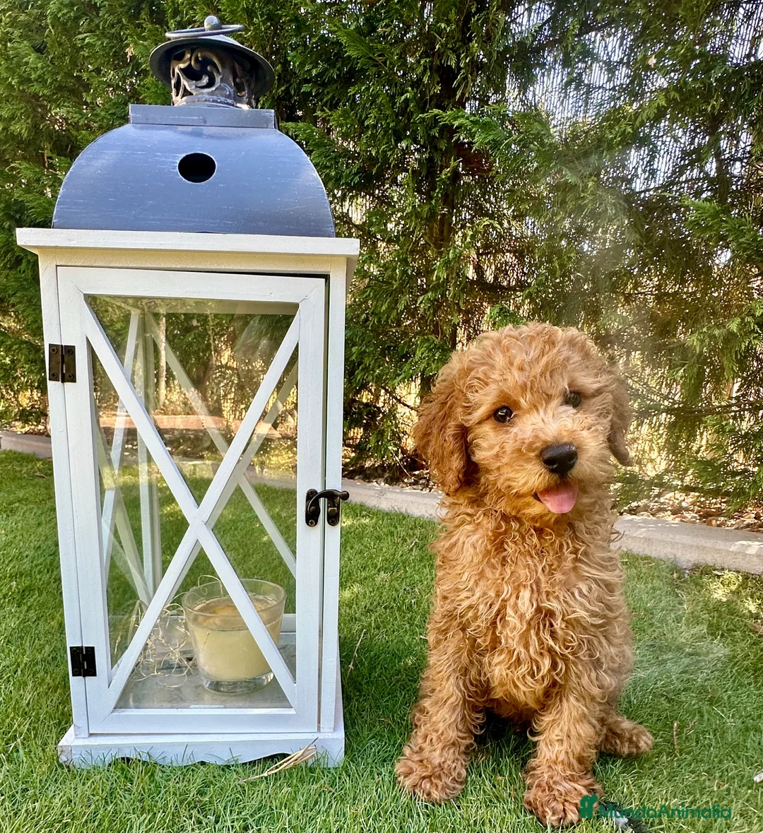 Caniche Enano perros en venta: Increíble camada de Caniche - Anuncio 2