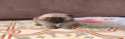 Pomerania perros en venta: pomerania  - Anuncio 8