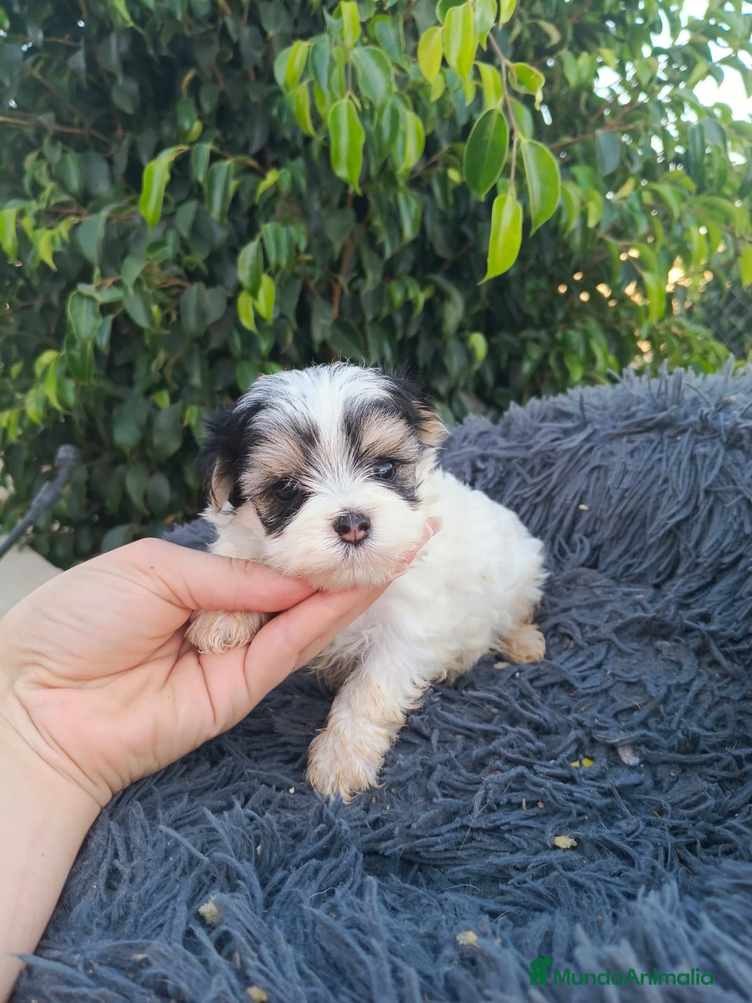 Raza Mixta perros en venta: Cachorritos de malvis - Imagen 3