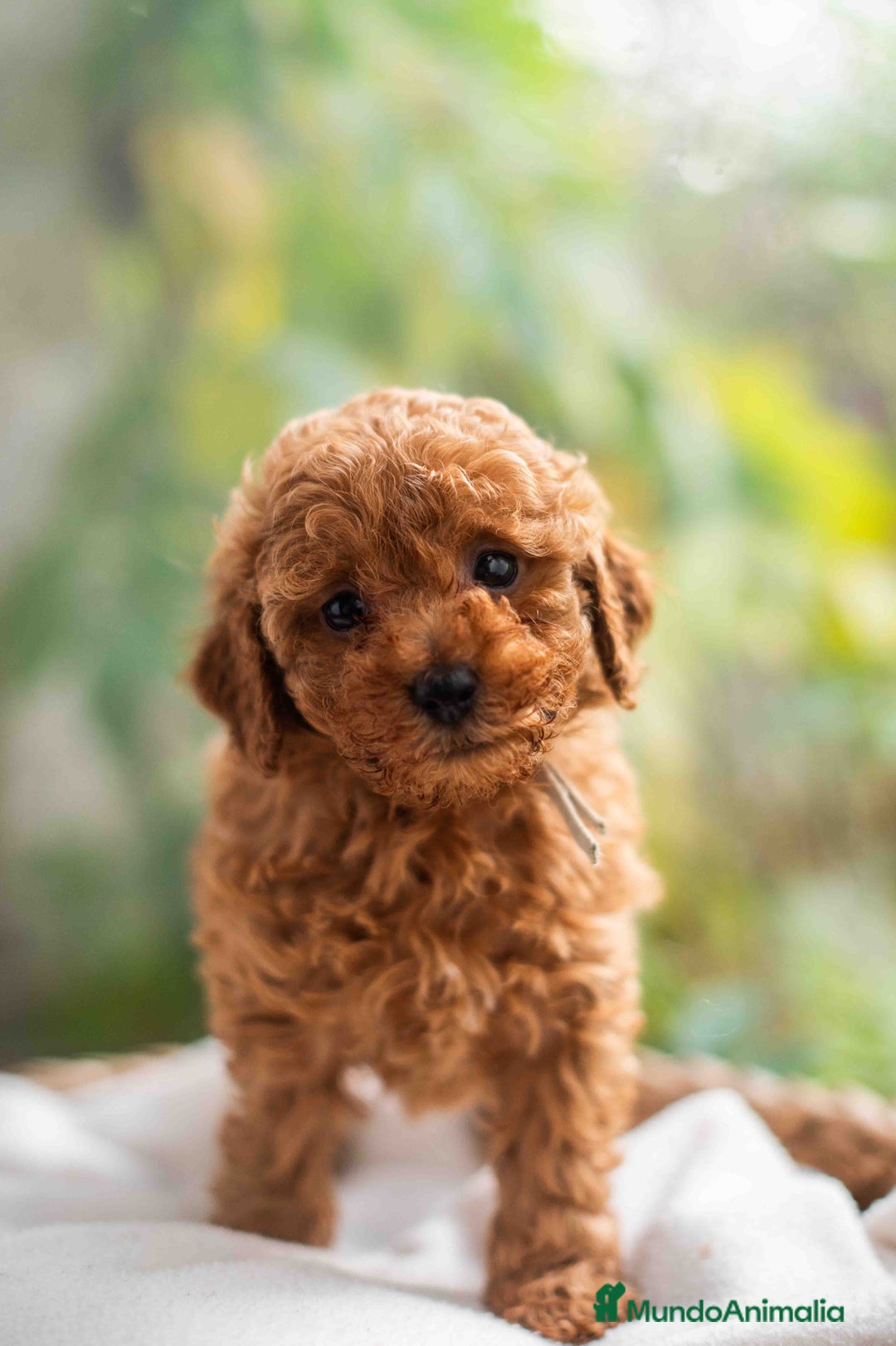 Caniche Toy perros en venta: Caniche toy Hembra - Anuncio 2