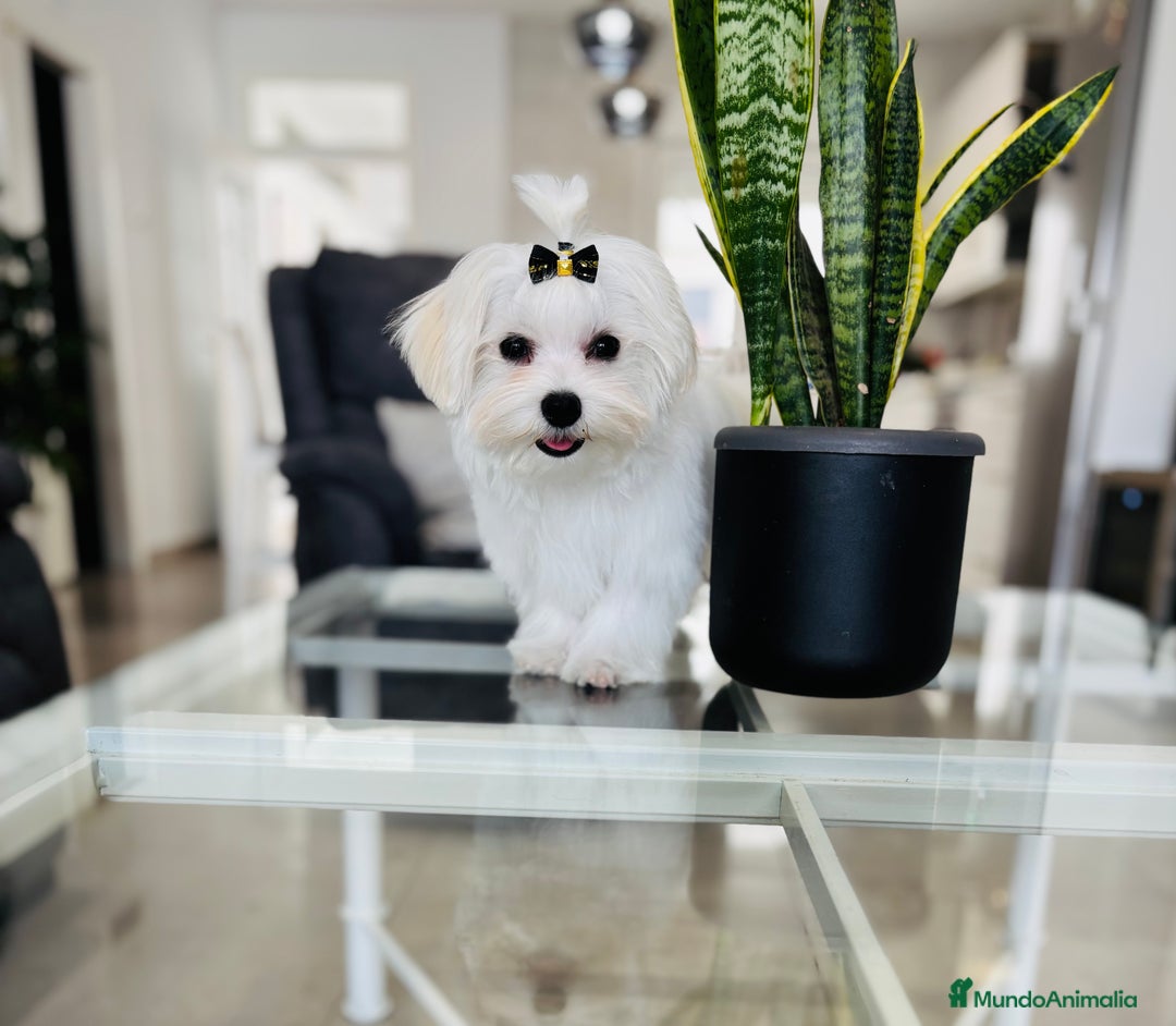 Bichón Maltés perros en venta: Bichon maltes macho tamaño pequeño - Imagen 4