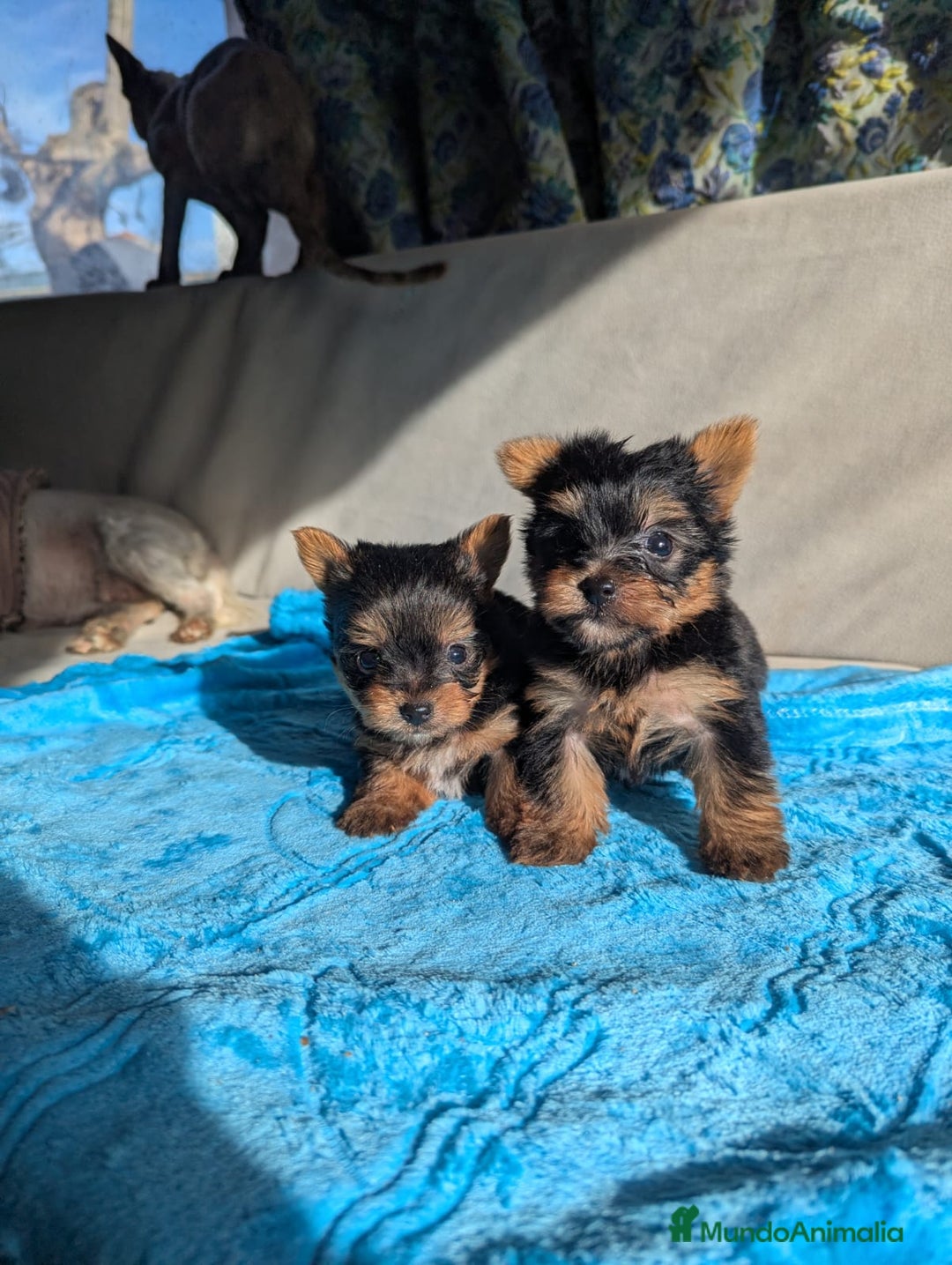 Yorkshire Terrier perros en venta: Yorshire. Toy - Anuncio 3