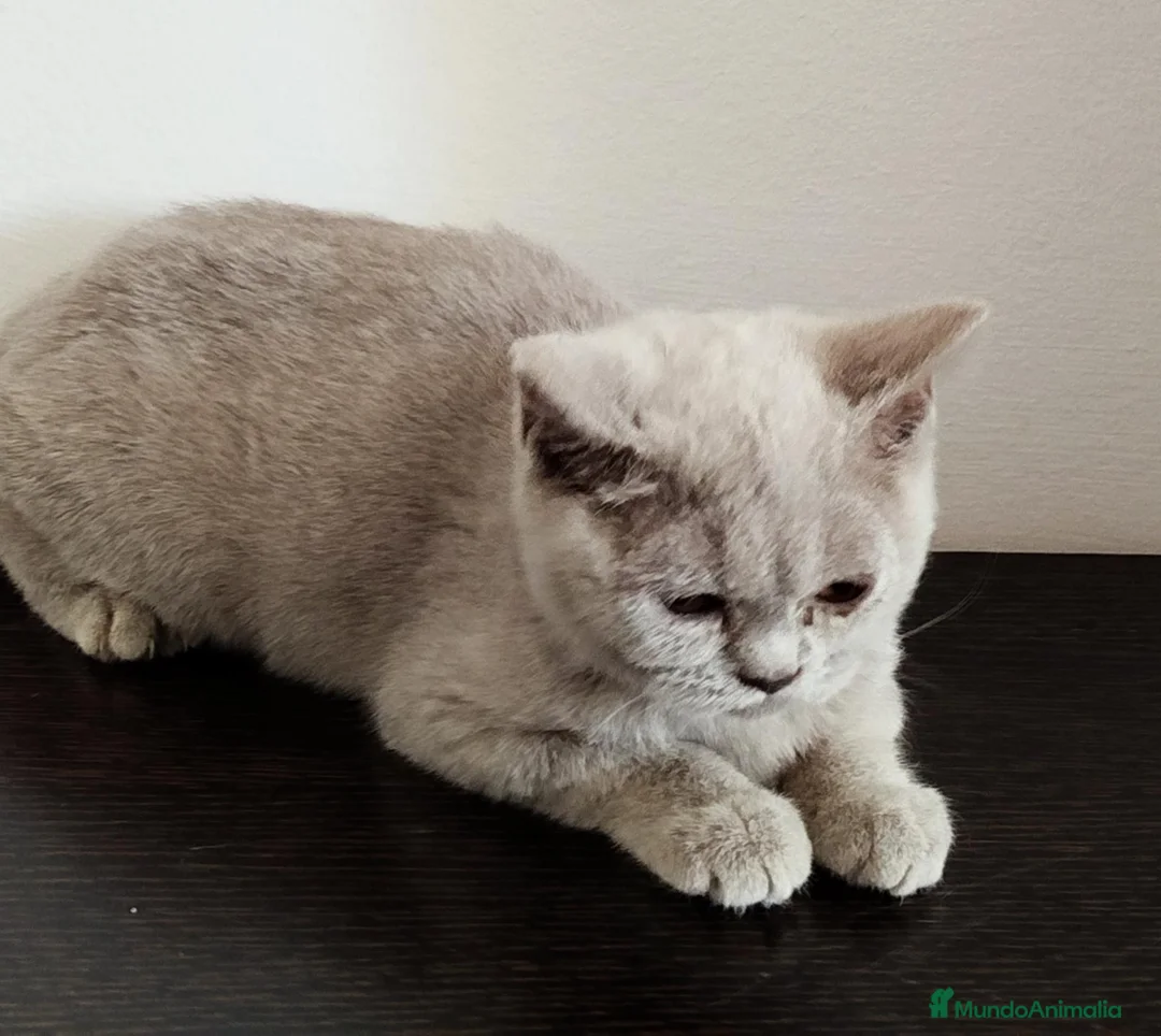 Británico de Pelo Corto gatos en venta: British Shorthair Lila - Anuncio 8