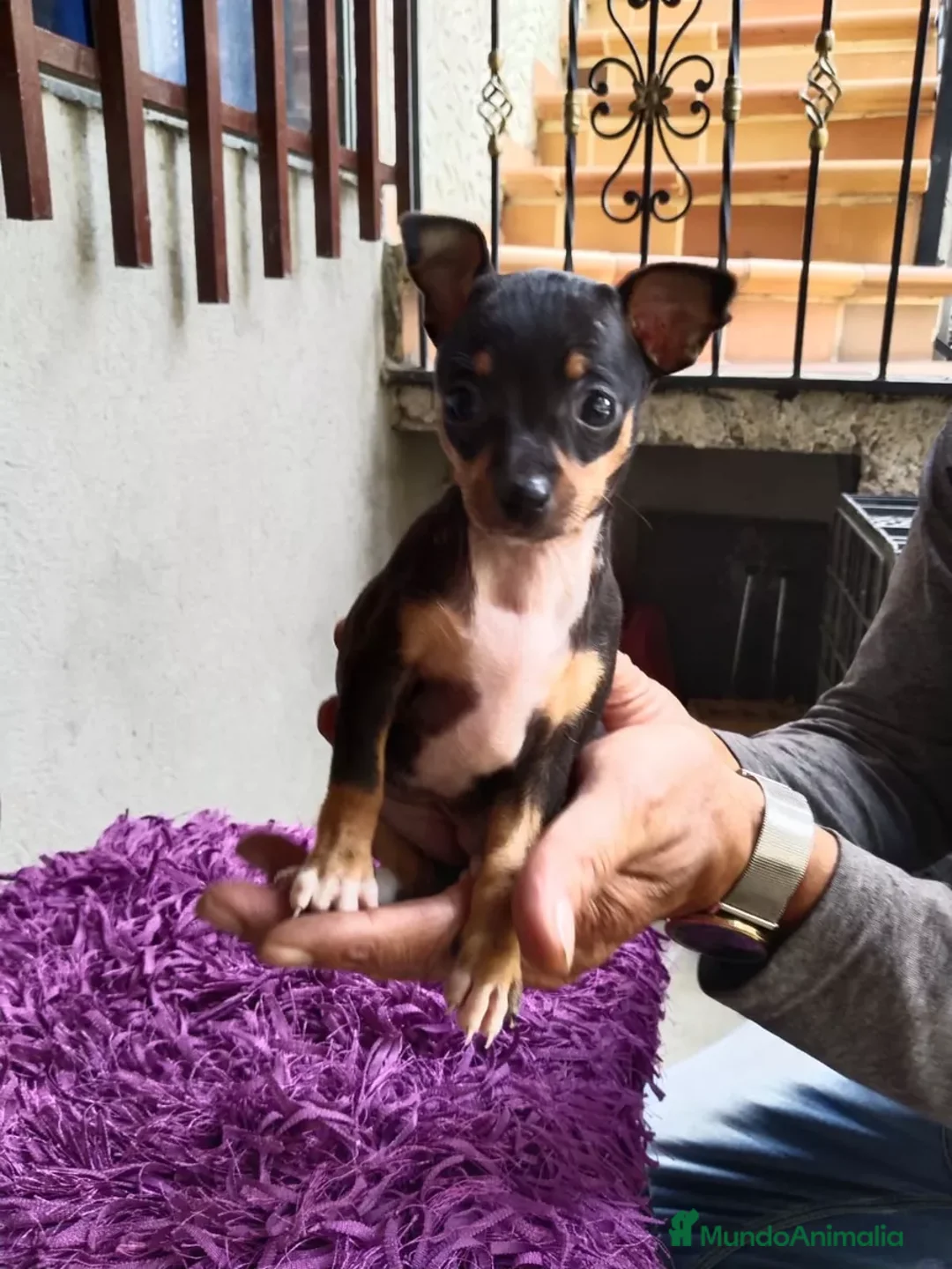 Pinscher Miniatura perros en venta: Pinscher miniatura !  - Anuncio 5