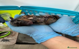 Teckel perros en venta: Teckel  - Imagen 3