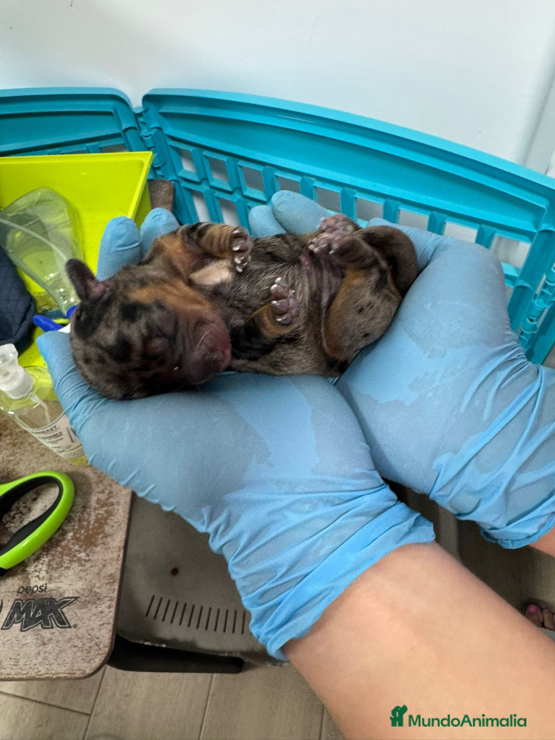 Teckel perros en venta: Teckel  - Imagen 3