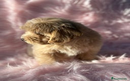 Maltipoo perros en venta: Maltipoo Apricot  - Imagen 2