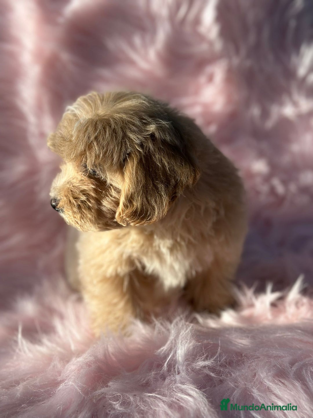 Maltipoo perros en venta: Maltipoo Apricot  - Imagen 2
