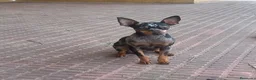 Pinscher Miniatura perros en venta: Pincher Miniatura Merles azul - Anuncio 5