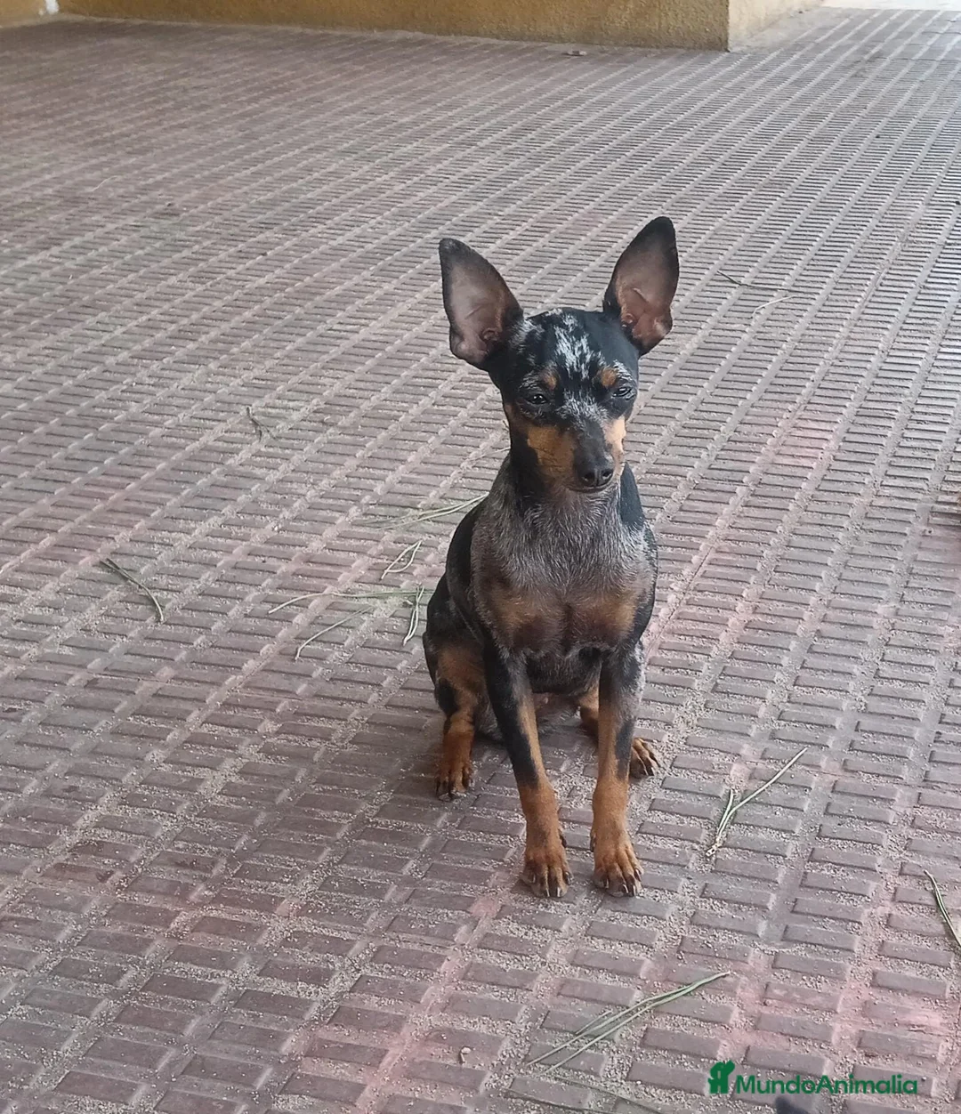 Pinscher Miniatura perros en venta: Pincher Miniatura Merles azul - Anuncio 5