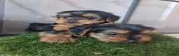 Yorkshire Terrier perros en venta: Cachorros Yorkshire terrier en Zaragoza - Anuncio 13