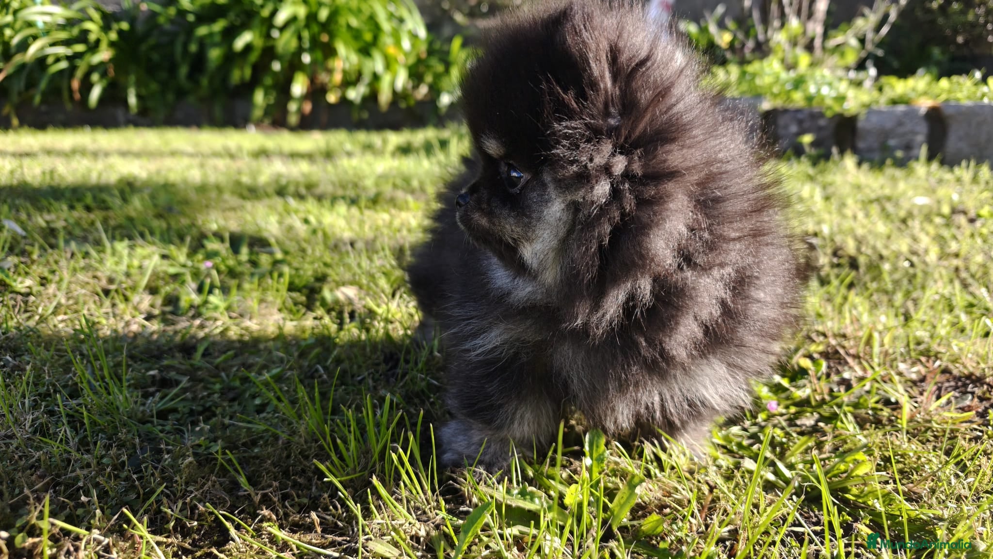 Pomerania perros Pomerania super toy - Anuncio 1