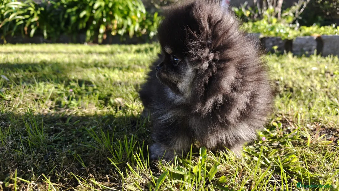 Pomerania perros en venta: Pomerania super toy - Anuncio 1