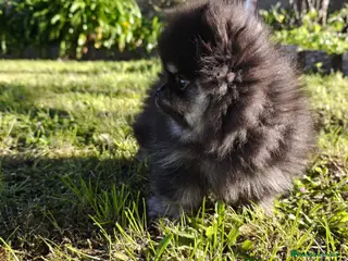 Pomerania perros Pomerania super toy - Anuncio 1