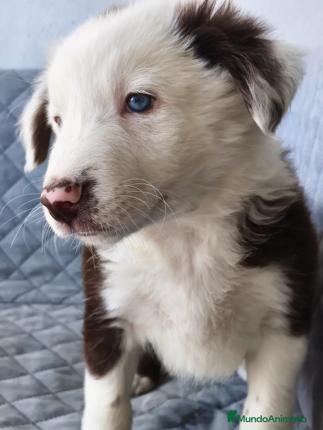 Border Collie perros en venta: BORDER COLLIE - Anuncio 6