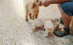 Maltipoo perros en venta: Maltipoo - Imagen 4