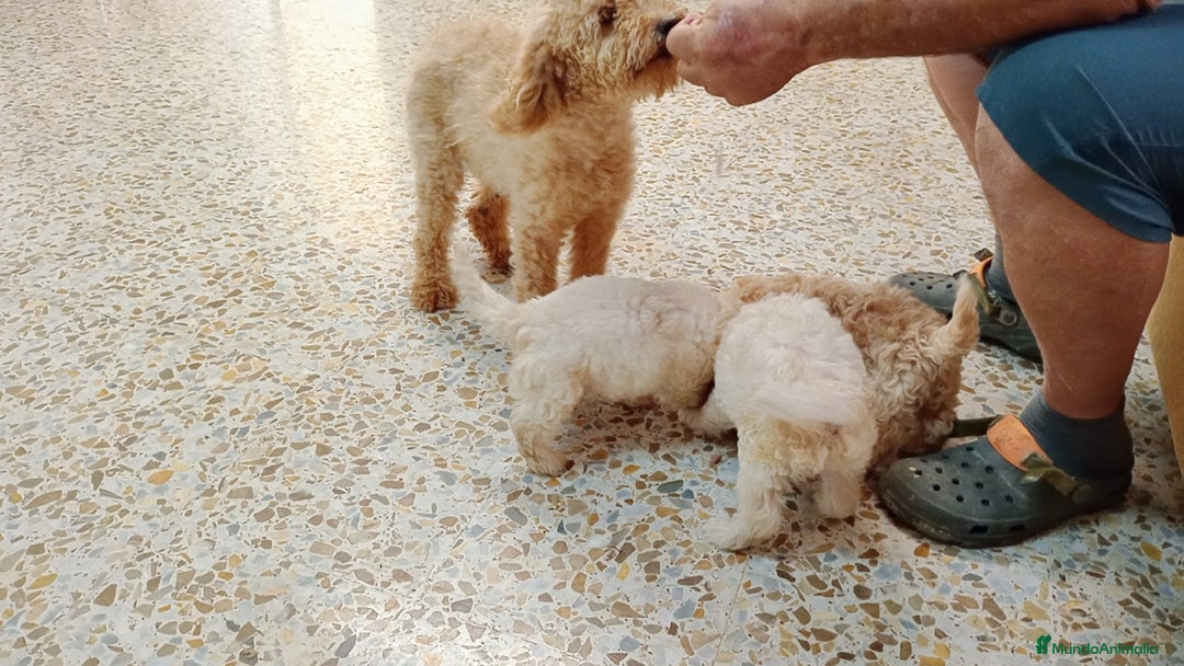 Maltipoo perros en venta: Maltipoo - Imagen 4