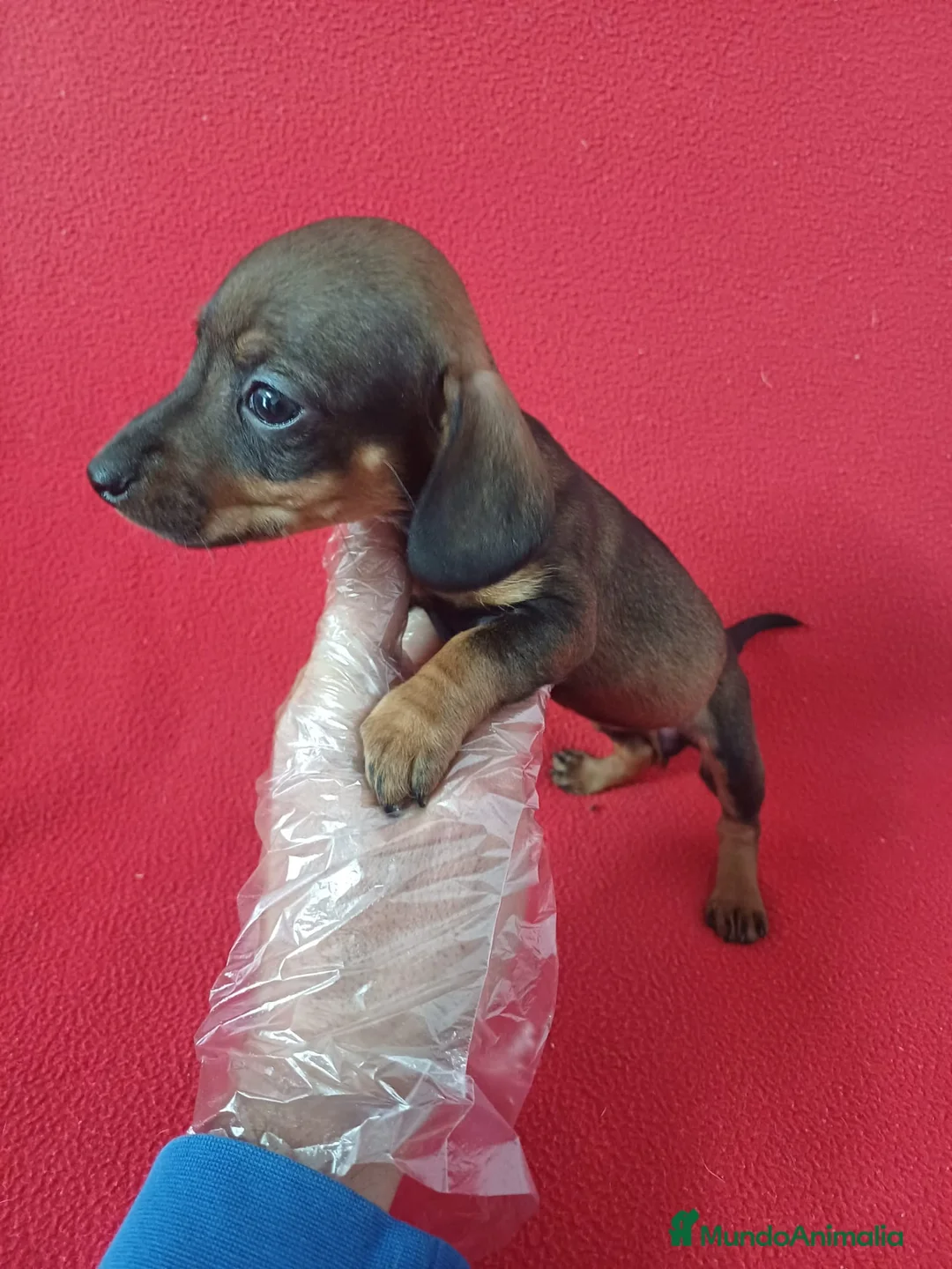 Teckel Miniatura perros en venta: Teckel Miniatura Sable - Anuncio 2