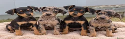 Pinscher Miniatura perros en venta: MINI PINSCHER NEGRO FUEGO Y MERLE! 🤎✨ - Anuncio 1