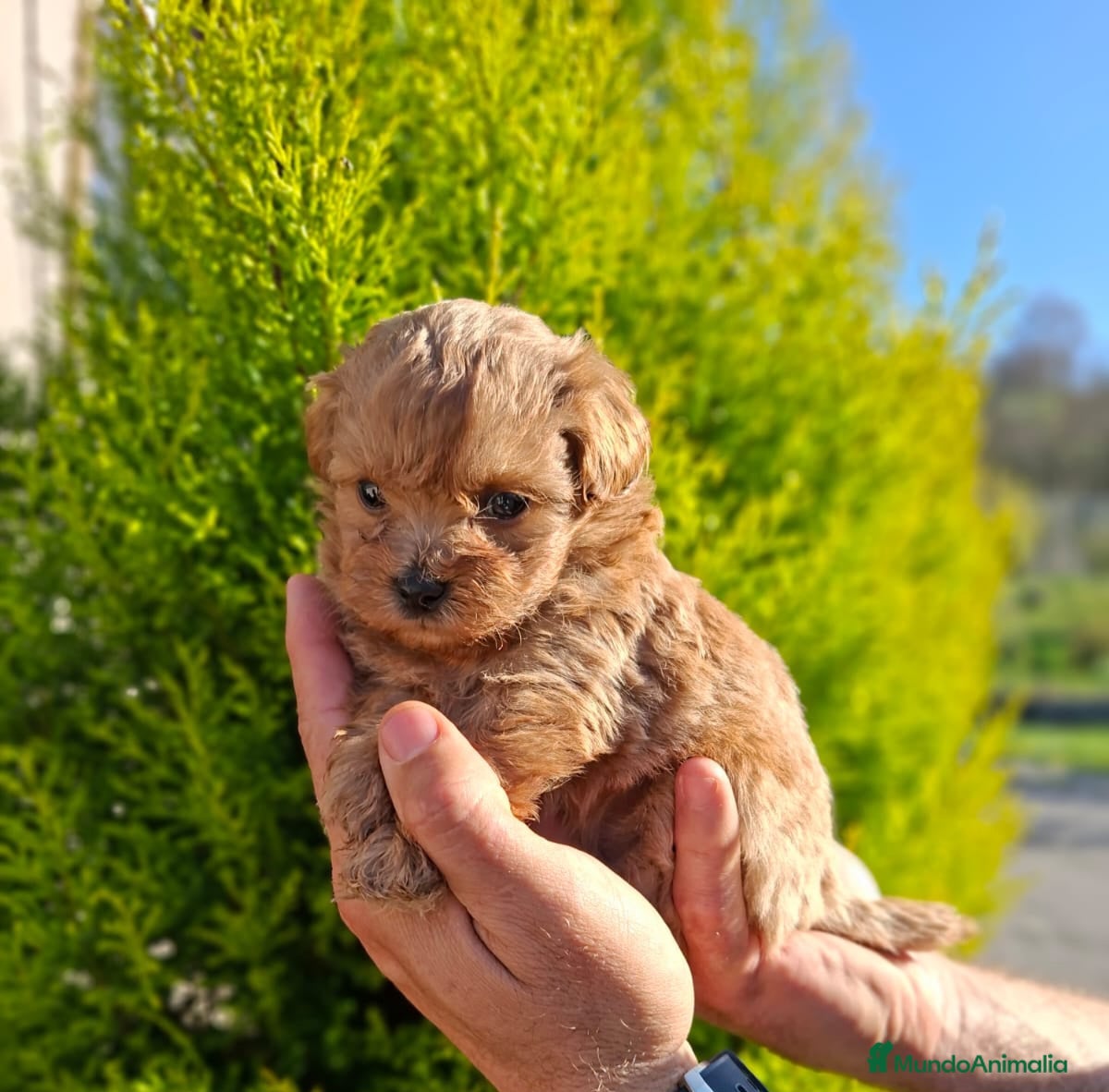 Maltipoo perros MALTIPOO  - Anuncio 1