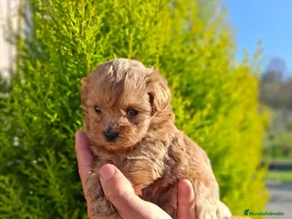 Maltipoo perros MALTIPOO - Anuncio 1