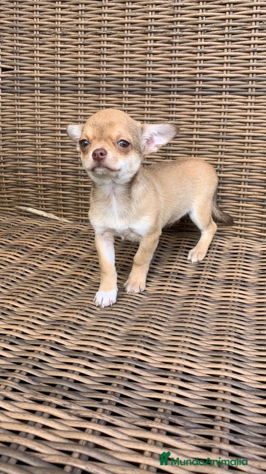 Chihuahua perros en venta: Chihuahuas  en Illes Balears - Anuncio 11