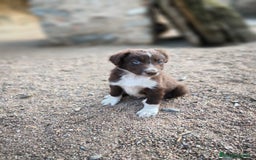 Border Collie perros en venta: Cachorros border collie color chocolate  - Imagen 8