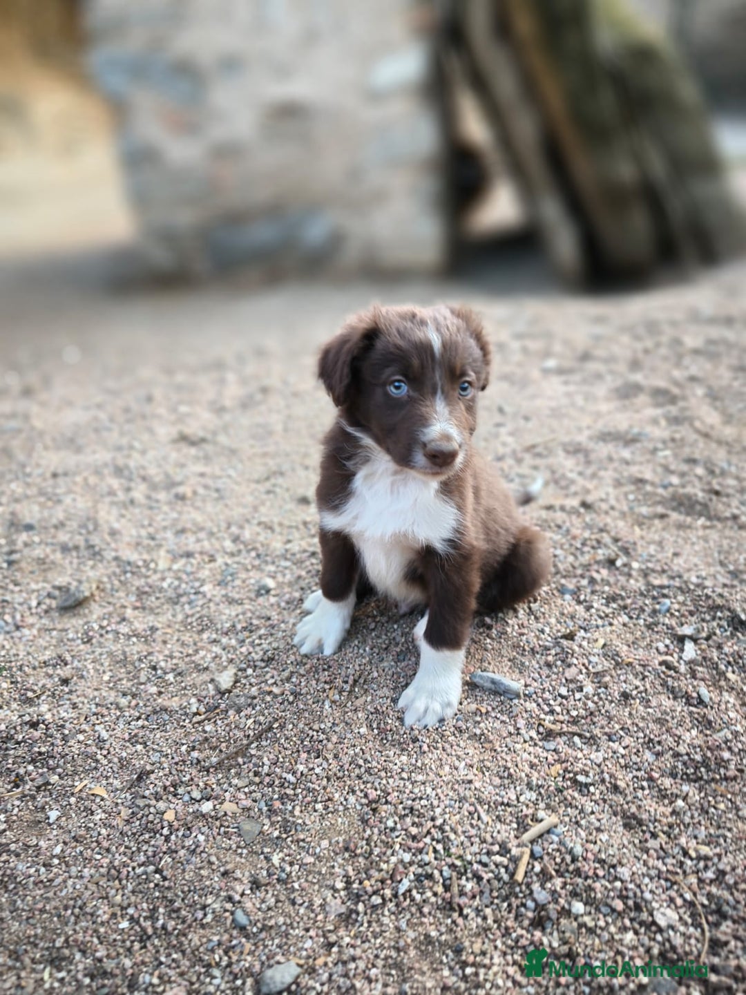 Border Collie perros en venta: Cachorros border collie color chocolate  - Imagen 8