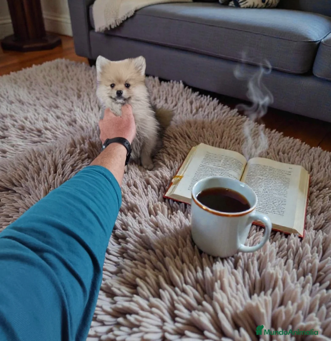 Pomerania perros en venta: Cachorro de pomerania  - Anuncio 3