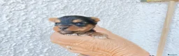 Yorkshire Terrier perros en venta: Dos Hembras  en Madrid - Anuncio 2
