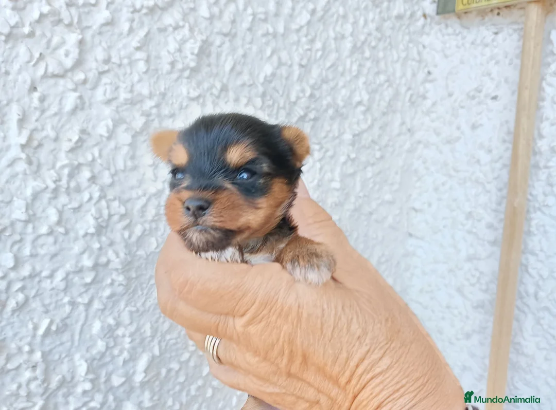 Yorkshire Terrier perros en venta: Dos Hembras  en Madrid - Anuncio 2
