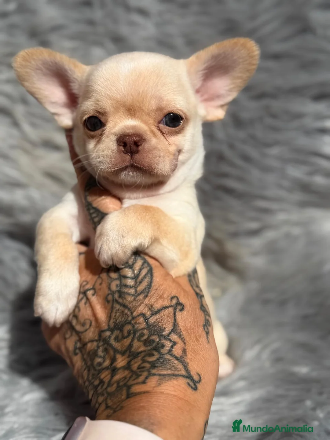 Chihuahua perros en venta: CHIHUAHUA MACHO LINEA RUSA - Anuncio 2